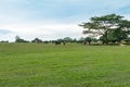 Grazing Cows and Horses in Westmoreland Jamaica Royalty Free Stock Photo