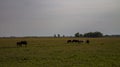 Grazing Cows in a huge field.