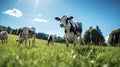 grazing cows isolated