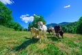 Grazing cows on the Italian Alps in summer Royalty Free Stock Photo