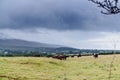 grazing cows, meadow against the backdrop of mountains, cloudy sky. Ireland SO Kerry Royalty Free Stock Photo