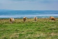 Grazing Cows In A Meadow, Doolin, Ireland