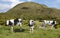 Grazing cows in a meadow. Green landscape in Azores. Portugal