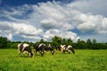 Cows grazing on a green summer meadow. Livestock in the pastures near Porva, Vinye in Bakony Mountain and Forest, Hungary