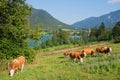 Grazing cows on a meadow idyllic landscape above lake schliersee, beside the railway tracks