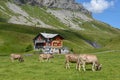 Grazing cows at Melchsee-Frutt in the Swiss alps Royalty Free Stock Photo