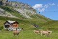 Grazing cows at Melchsee-Frutt in the Swiss alps Royalty Free Stock Photo
