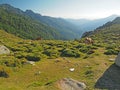 Grazing cows on a mountain meadow in a golden houre Royalty Free Stock Photo