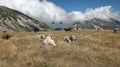 Grazing cows in the mountains is a chairlift in the background