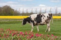 Grazing cows near a Dutch tulip field Royalty Free Stock Photo