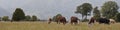 Grazing cows - New Zealand Royalty Free Stock Photo