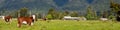 Grazing cows - New Zealand Royalty Free Stock Photo