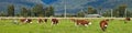 Grazing cows - New Zealand