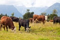 Grazing cows in New Zealand Royalty Free Stock Photo