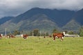 Grazing cows in New Zealand Royalty Free Stock Photo