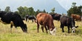 Grazing cows - New Zealand Royalty Free Stock Photo