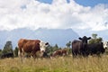 Grazing cows - New Zealand Royalty Free Stock Photo