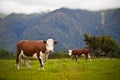 Grazing cows in New Zealand Royalty Free Stock Photo