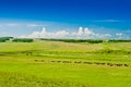 Grazing cows on pasture