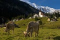 Grazing cows on a pasture in the Alps