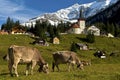 Grazing cows on a pasture in the Alps Royalty Free Stock Photo