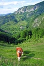 Grazing cows Royalty Free Stock Photo