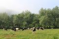 Grazing cows on pasture in the morning Royalty Free Stock Photo