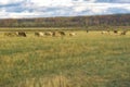 Grazing cows, shepherd in autumn rustic landscape, sloping field, meadow, on background of forest. Sunny day on the