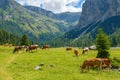 Grazing cows in the valley in a beautiful alp landscape Royalty Free Stock Photo