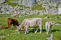 Grazing cows in the pyrenees Royalty Free Stock Photo