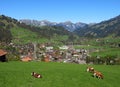 Grazing cows in Zweisimmen Royalty Free Stock Photo