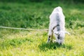 Grazing cute goatling on green meadow