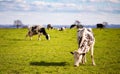 Grazing dairy cows in the field Royalty Free Stock Photo