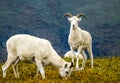 Grazing dall sheep