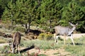 Grazing Deer