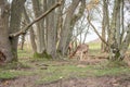 Grazing deer in Dutch dunes near the North Sea coast