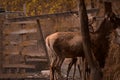 A grazing deer