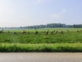 Grazing deer herds eat grass on the field Royalty Free Stock Photo