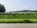 Grazing deer herds eat grass on the field Royalty Free Stock Photo