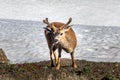 Grazing deer in the Olympic National Park, Washington USA