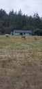 Grazing deer in port Townsend