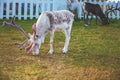 Grazing deer. Reindeer in Northern Norway Royalty Free Stock Photo