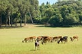 Grazing deers