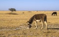 Grazing donkey on a barren pasture, Rakops, Botswana