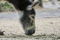 Grazing donkey, close-up,  Papiliorama Zoo in Switzerland Royalty Free Stock Photo