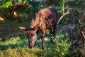 Grazing donkey in Morocco at sunny day