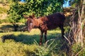 Grazing donkey in Morocco at sunny day