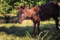 Grazing donkey in Morocco at sunny day