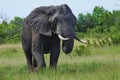 Grazing Elephant