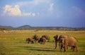 Grazing elephants Royalty Free Stock Photo